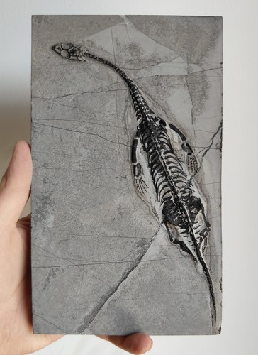 Keichousaurus skeleton fossil - keichousaurus,