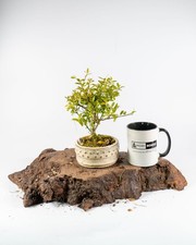 Ilex Shohin Bonsai Tree