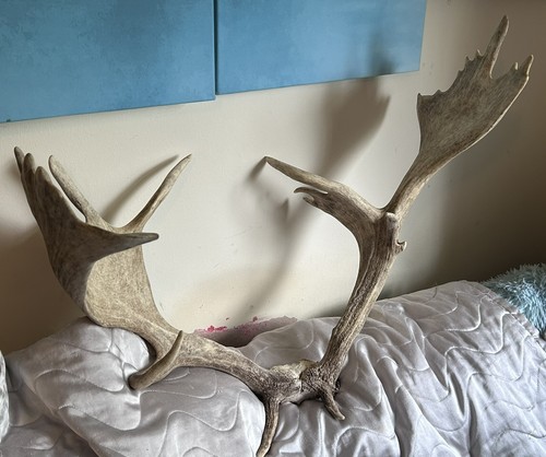 Large full set - large, deer