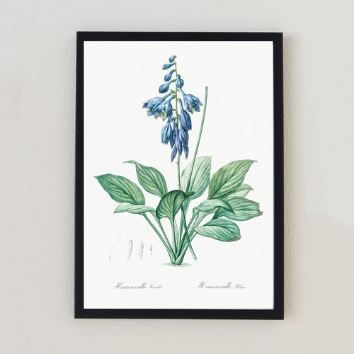 Vintage botanical illustration - vintage,