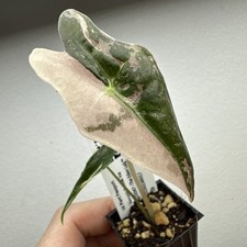 Alocasia Nobilis Pink