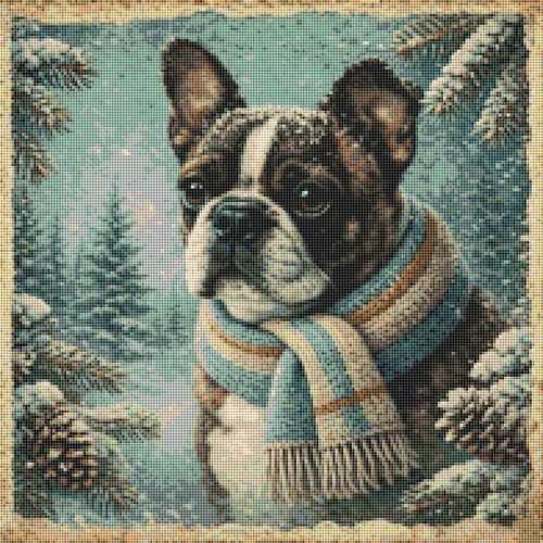 Boston terrier pug mix - pug,