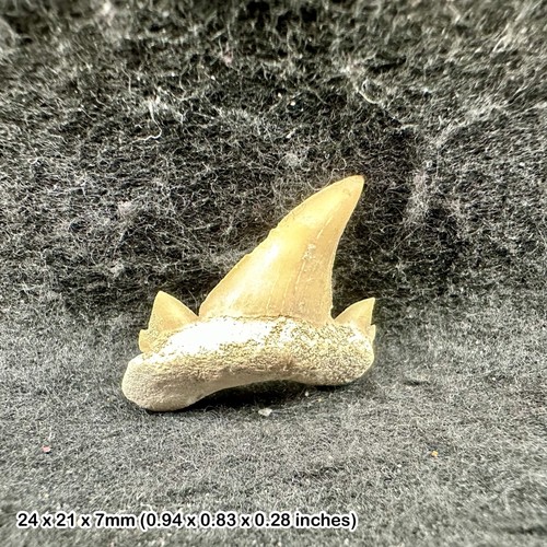 Shark otodus obliquus - , tooth