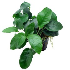 Anubias nana Live Aquarium