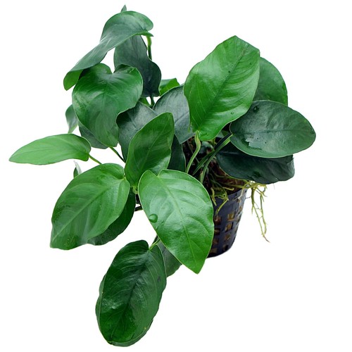 Anubias nana live - nana,