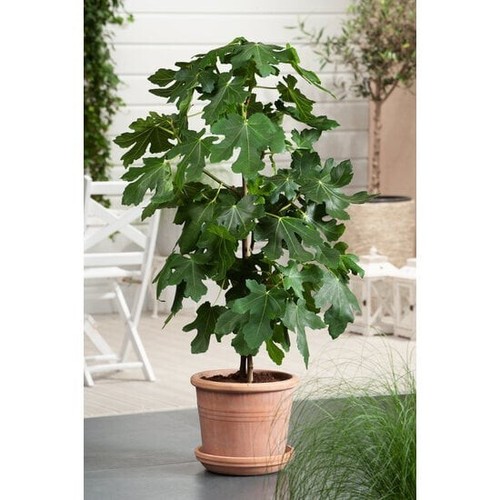 Ficus carica tree 90 cm - 70, -90