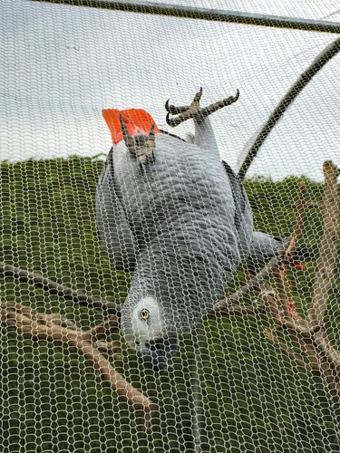 Aviary mesh - aviary,