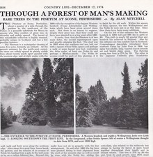 Rare trees the pinetum at - in,