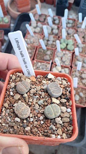Lithops hallii c090 - ,