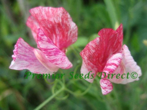 Sweet pea heirloom america - sweet,
