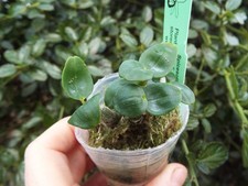 Rare Dendrobium moniliforme
