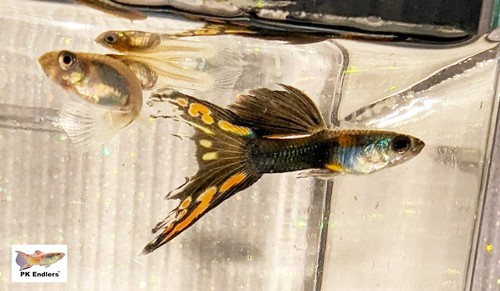 Super rare endlers - rare!, monarch