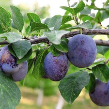 Suttons potted dwarf plum - dwarf,