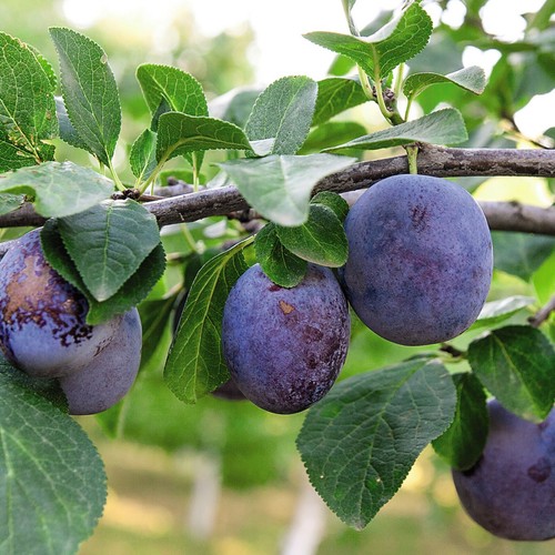 Suttons potted dwarf plum - potted,