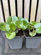 Asarum europaeum Wild Ginger |
