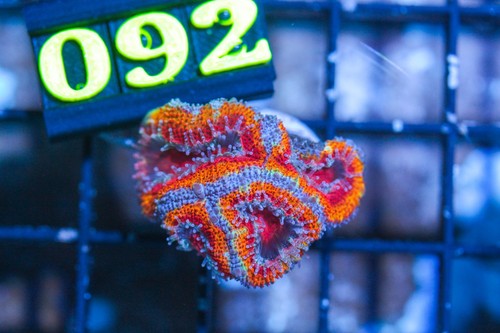 Wysiwyg live coral corals - wysiwyg,