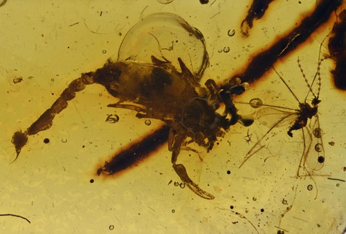 Complete scorpion attacking - scorpion,