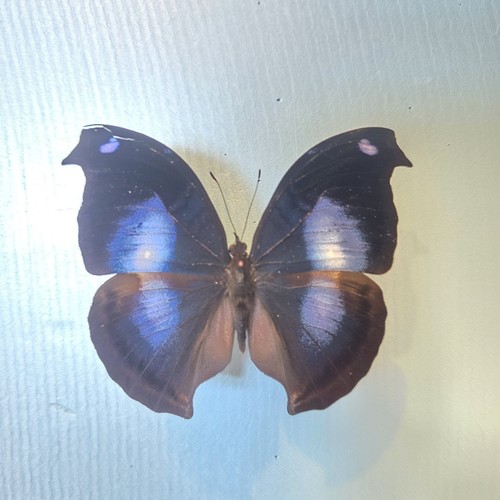 Napeocles jucunda set specimen - jucunda,