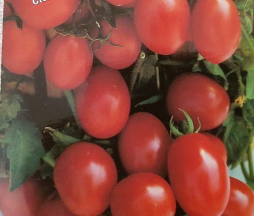 Crovarese italian red cherry - crovarese,