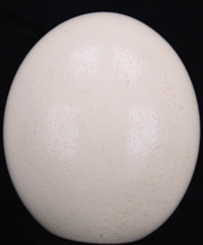 Genuine ostrich egg struthio - egg, (struthio