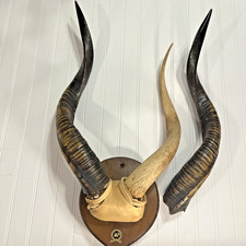 African Kudu Horns Antique Set