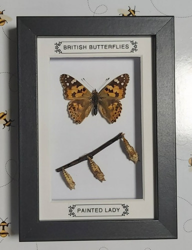 Taxidermy real framed british - real,