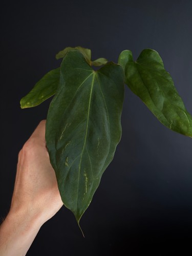 Anthurium golden eagle bvep - x,