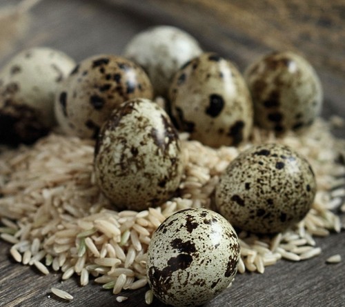 Jumbo coturnix quail - , x