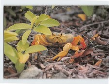 Postcard Landcrab