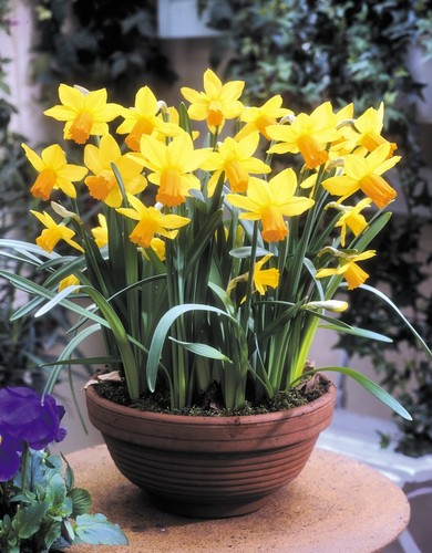 Narcissus jetfire or 50 - narcissus, 25