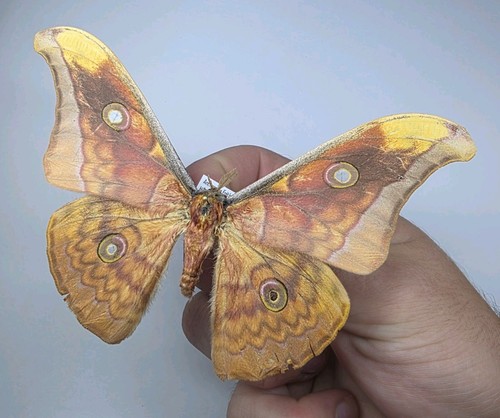Antheraea frithi a2 - antheraea, a-/a2