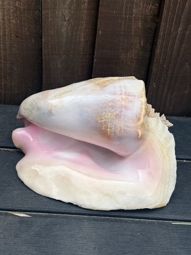Large aliger gigas - pink, queen