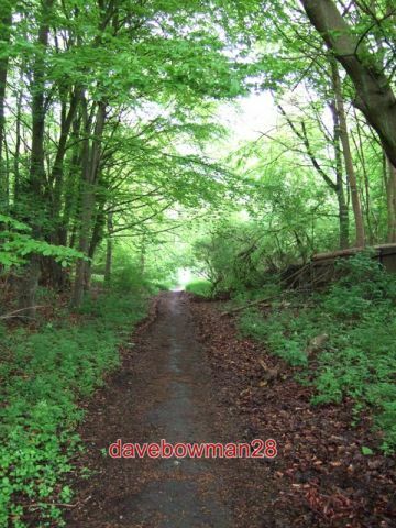 Photo track through - photo, woods
