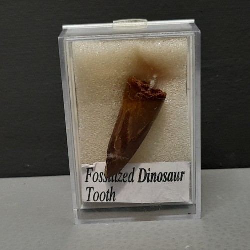 Fossil dinosaur tooth solid - fossil,