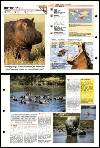 Hippopotamus mammals - hippopotamus, #47