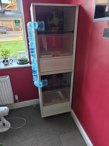 Four story hamster gerbil - four, hamster/