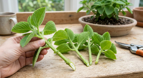 Unrooted stem indian - 1x,
