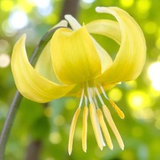 Erythronium Pagoda Spring Bulbs - Dog's Tooth Violet Easy to Grow Perennials