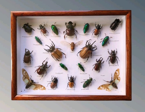 Cased beetle insects - cased,