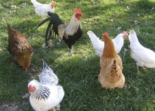 6-24xChicken Eggs, Mixed