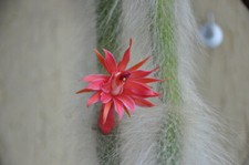 Hildewintera colademononis