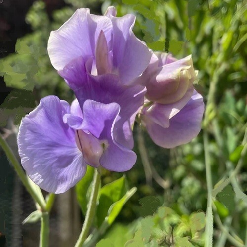 Sweet pea spencer leamington - pea, 'spencer