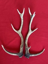 PAIR OF RED DEER ANTLERS