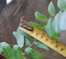 Marcgravia Mimii Cutting - Terrarium and Vivarium Climbing Shingle Vine Plant