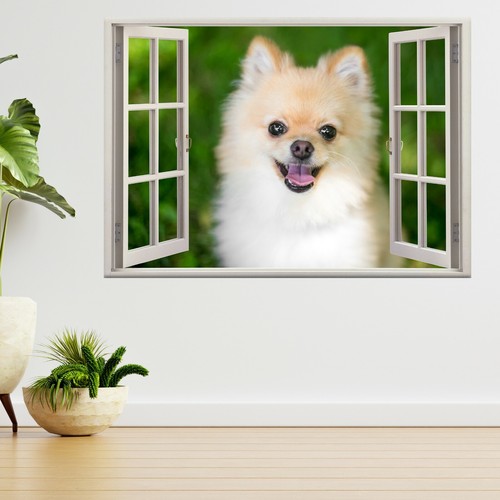Pomeranian puppy dog - pomeranian,