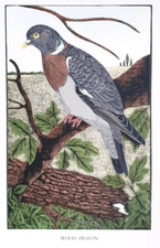 DAGLISH WOODPIGEON Bird Birds Woodcut Etching 1948 Hand coloured