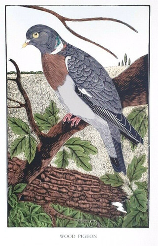 Daglish woodpigeon bird birds - daglish,