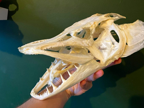 Pike fish skull taxidermy - pike,