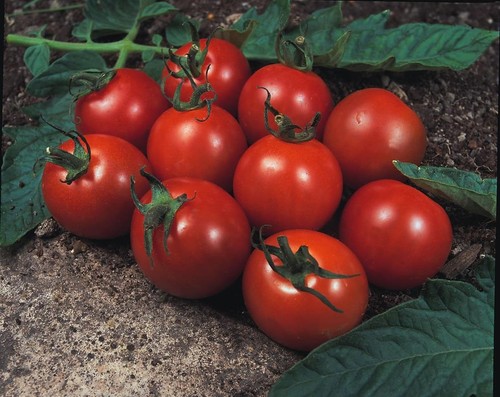 Tomato plants alicante - tomato,