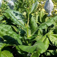Virginia bright leaf tobacco - leaf,